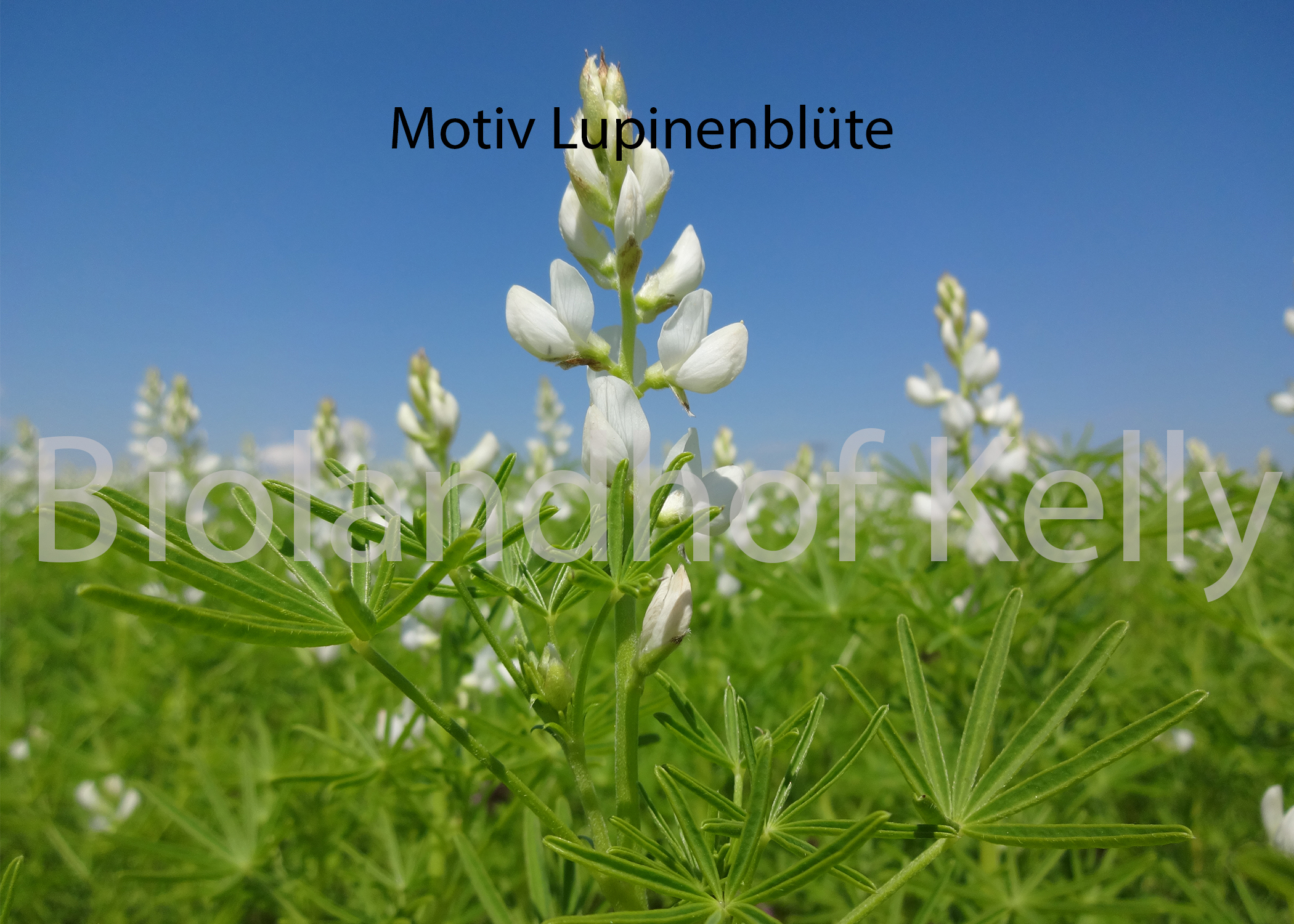 Lupinenblüte